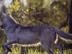 Image013_72x54_c