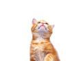 Cat-120x90-c_120x90_c